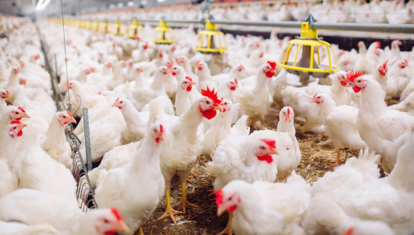 La apertura de nuevos mercados impulsaría las exportaciones peruanas de carne de ave