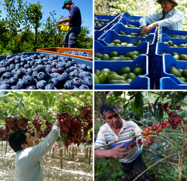 El crecimiento agroexportador como generador de oportunidades para el Perú