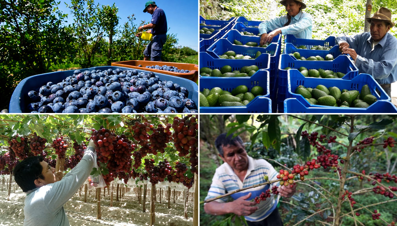 El crecimiento agroexportador como generador de oportunidades para el Perú