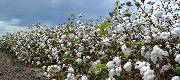 Algodón: ¿cómo recuperar nuestro “oro blanco”?