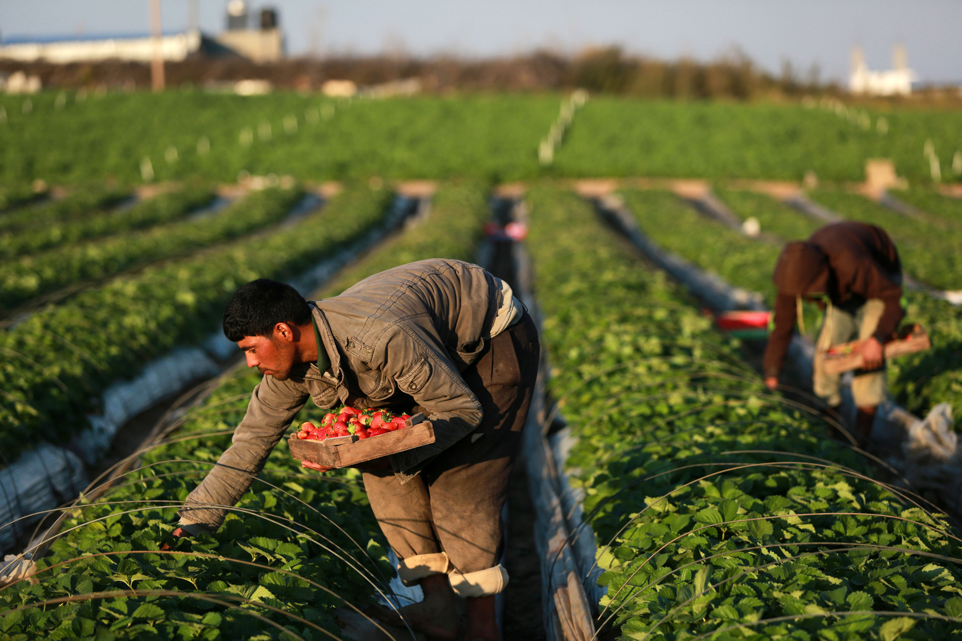 Regímenes que sí suman