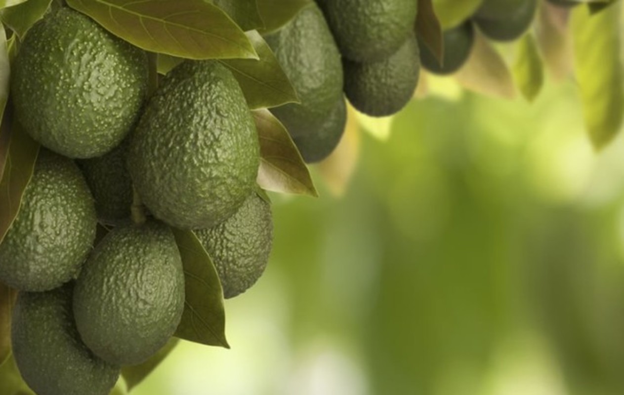 El boom del oro verde