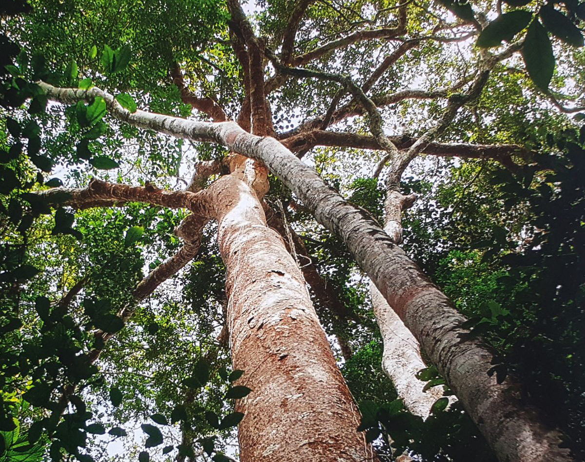 PLANTANDO UN FUTURO MEJOR