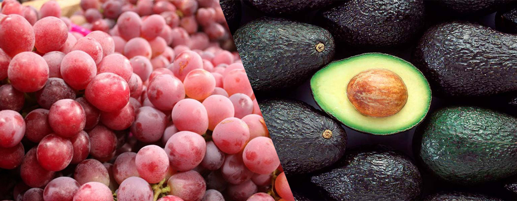 PALTAS Y UVAS A LA CABEZA DE NUESTRAS EXPORTACIONES NO TRADICIONALES