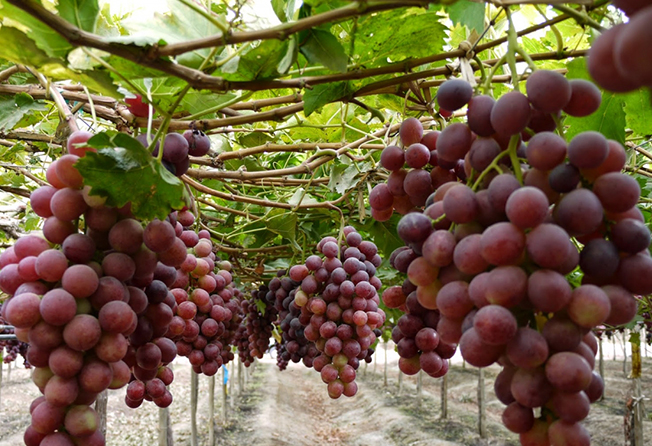 EXPORTACIONES DE ENERO: AGROEXPORTACIONES SE MANTIENEN FIRMES