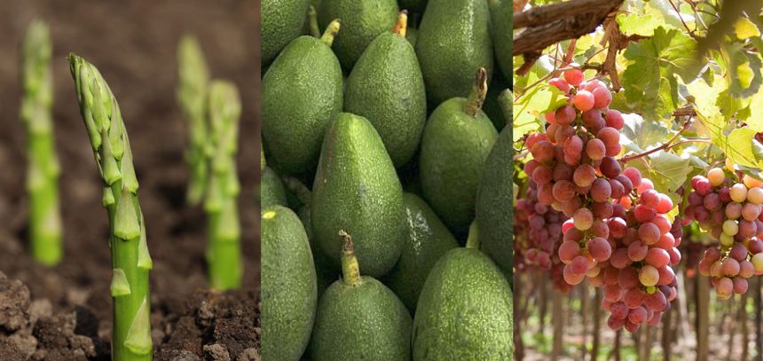 AGROEXPORTACIONES NO TRADICIONALES: UNA NUEVA ESPERANZA