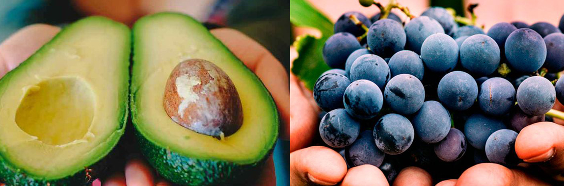 AGROEXPORTACIONES NO TRADICIONALES: SE DESACELERAN