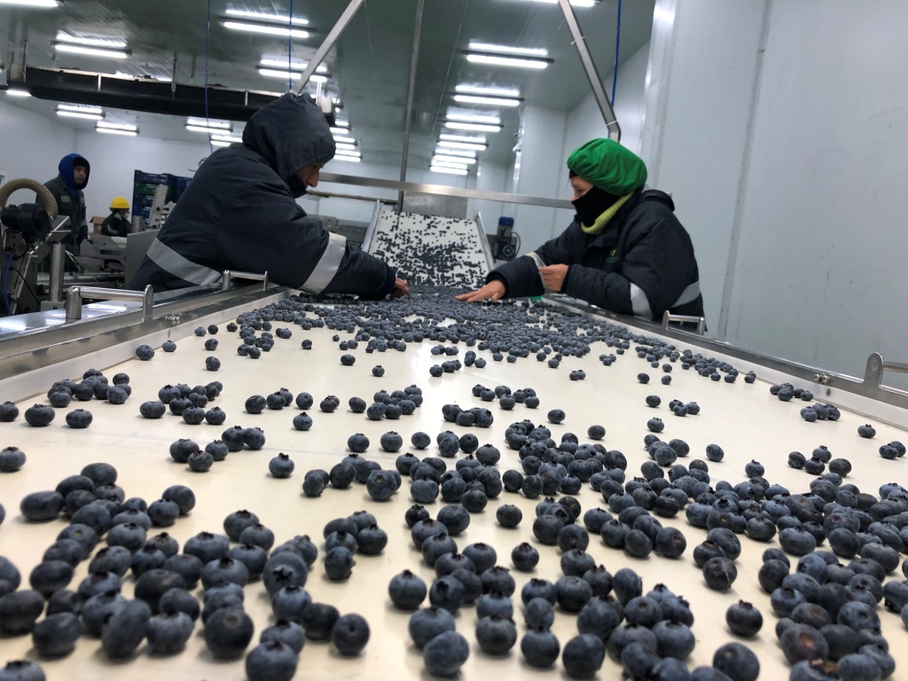 LA NUEVA VÍCTIMA DEL PROTECCIONISMO: LOS ARÁNDANOS