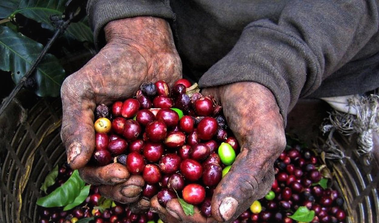 SECTOR AGRÍCOLA ACUMULA UNA DÉCADA DE CRECIMIENTO, PERO CONTINÚA REZAGADO EN PRODUCTIVIDAD