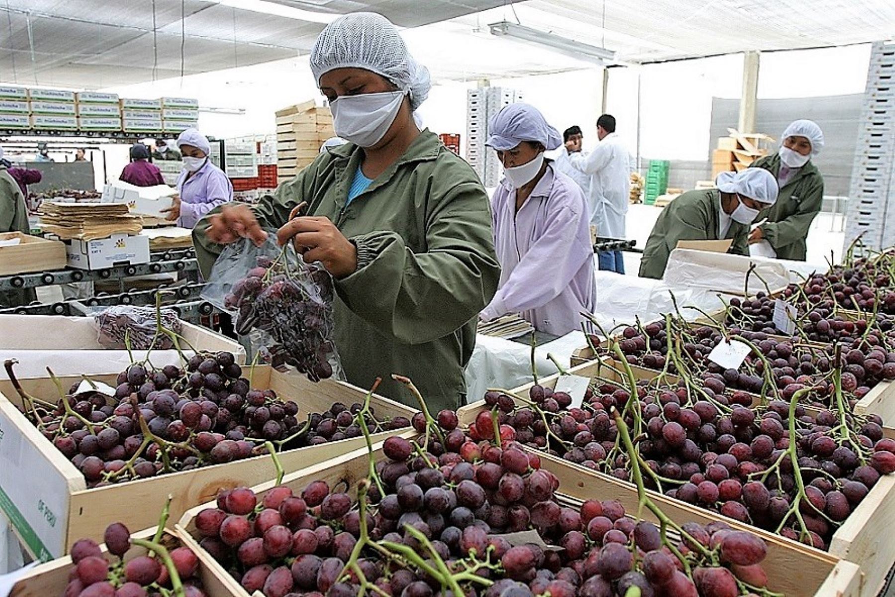 EXPORTACIONES DE UVAS FRESCAS CRECIERON UN 27.9% EN LOS CUATRO PRIMEROS MESES DEL AÑO