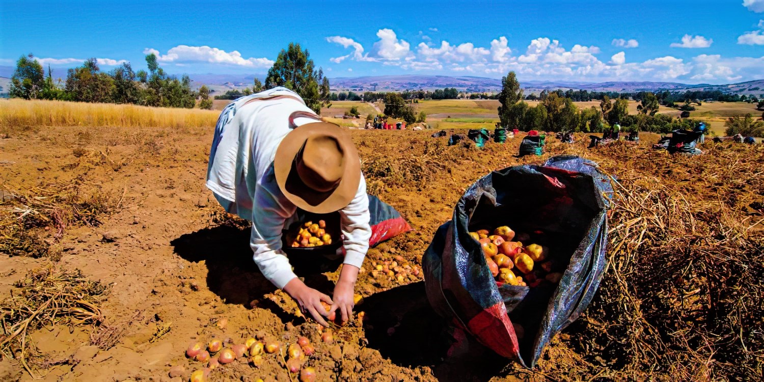 INSEGURIDAD ALIMENTARIA EN EL PAÍS SUPERÓ CONSIDERABLEMENTE EL PROMEDIO DE AMÉRICA DEL SUR