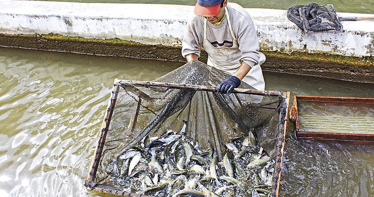 EXPORTACIONES ACUÍCOLAS CRECIERON UN 25.3% EN EL PERIODO ENERO-OCTUBRE DE 2021
