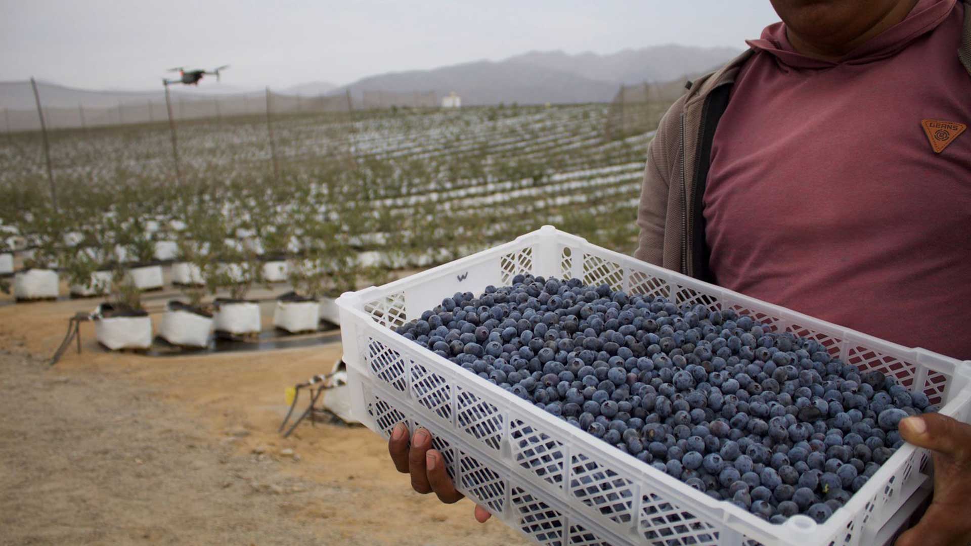 EXPORTACIONES AGROPECUARIAS SUPERARON LOS US$ 5,000 MILLONES EN EL PERIODO ENERO-AGOSTO