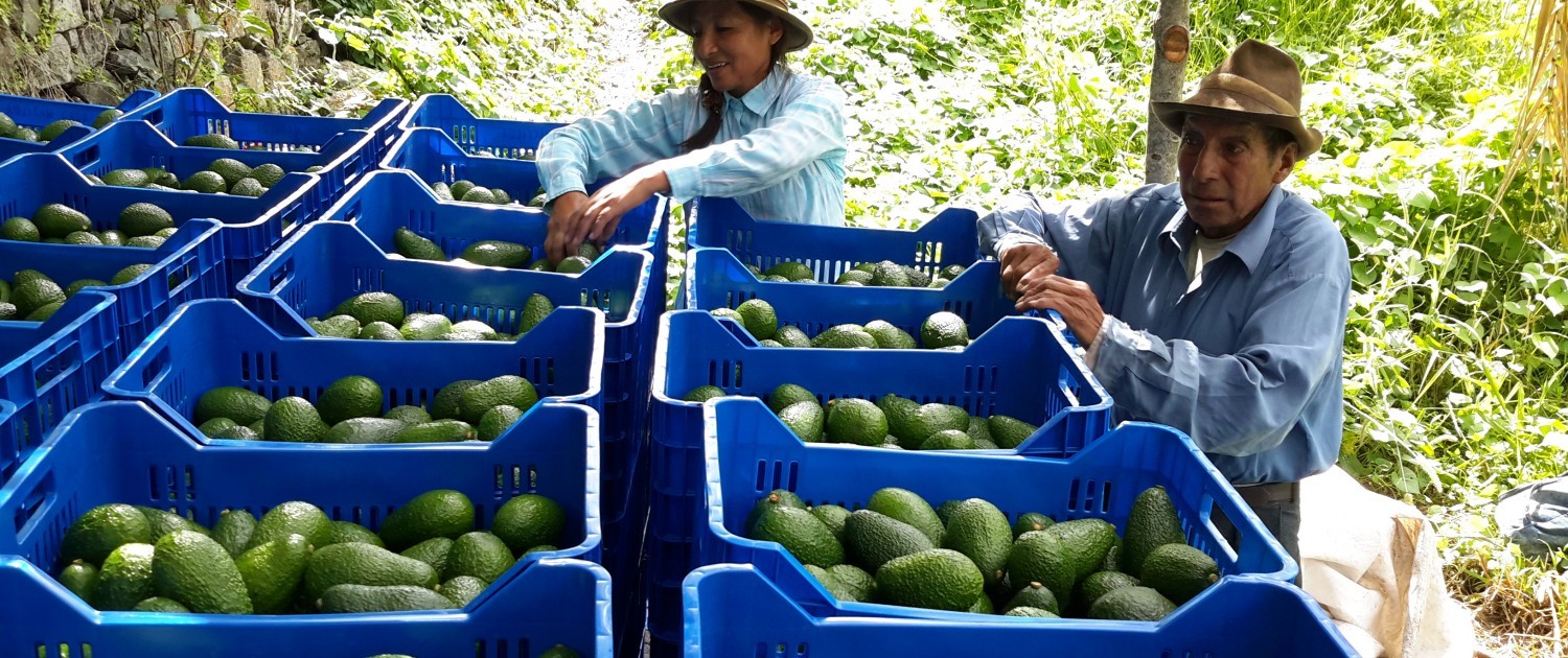 LAS EXPORTACIONES DE PALTA CAYERON UN 9.5% ENTRE ENERO Y AGOSTO DE ESTE AÑO