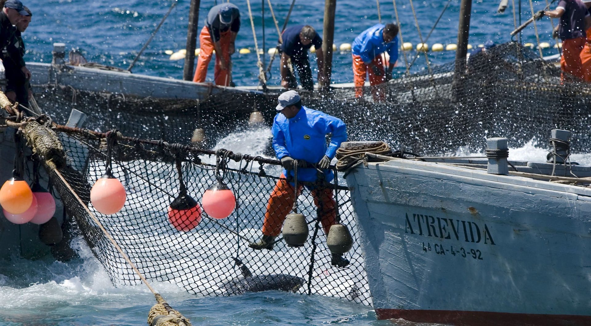 EXPORTACIONES DE PESCA NO TRADICIONAL CRECIERON UN 29% EN EL PRIMER TRIMESTRE DEL AÑO