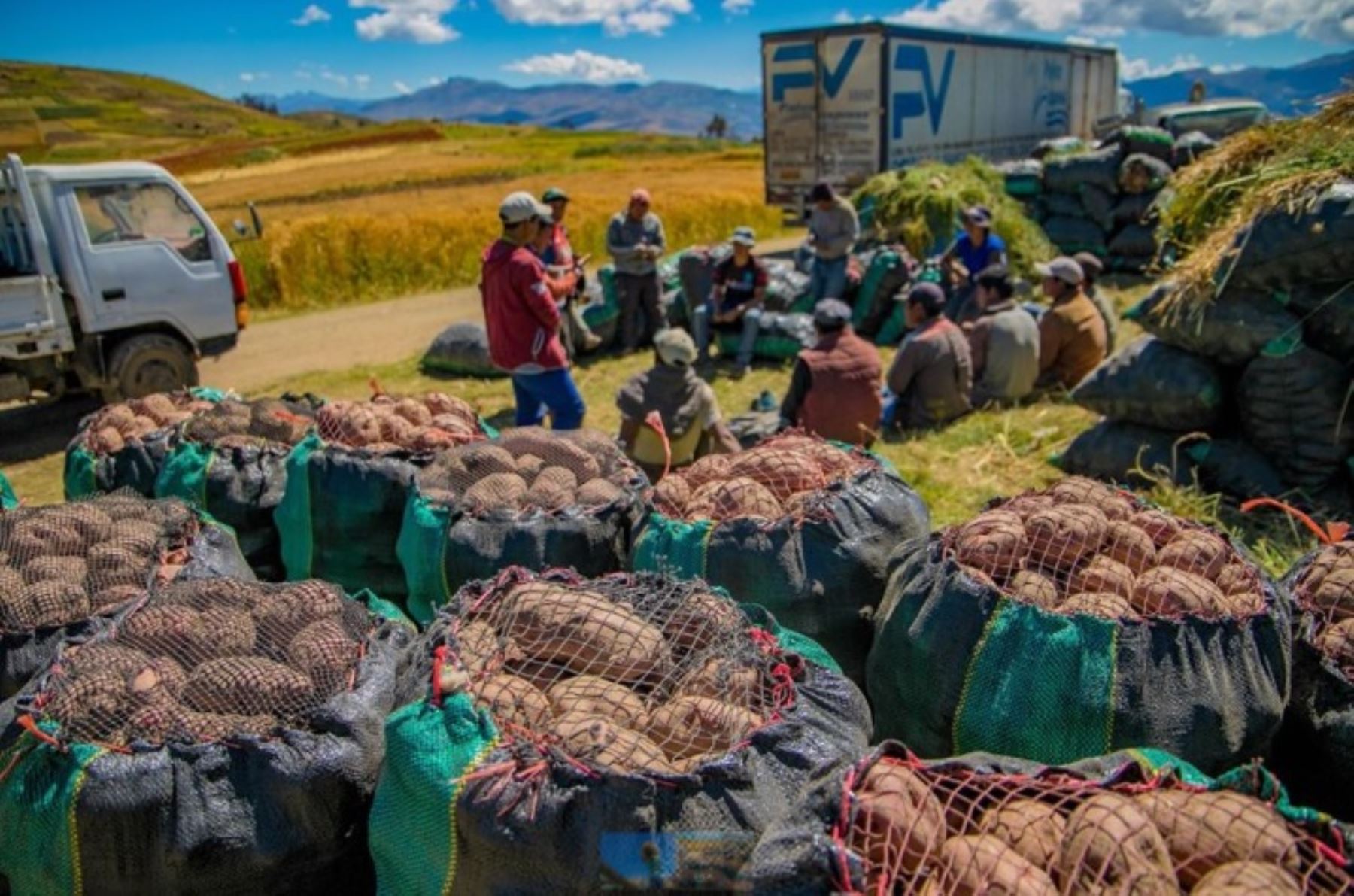 LA PRODUCCIÓN DE LA PAPA ALCANZÓ UN VALOR DE S/ 464.6 MILLONES DURANTE EL PRIMER TRIMESTRE DEL AÑO, UN 17% MENOS QUE EL AÑO ANTERIOR