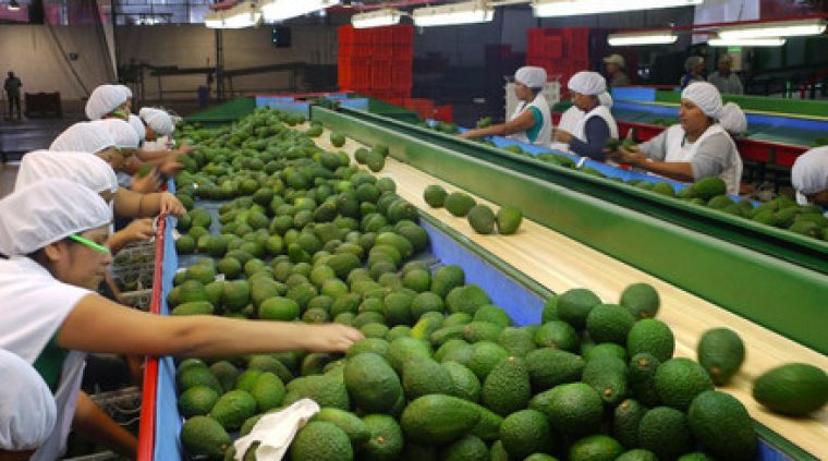 AGRO, PRODUCCIÓN Y EXPORTACIONES NO TRADICIONALES: RESULTADOS DISPARES