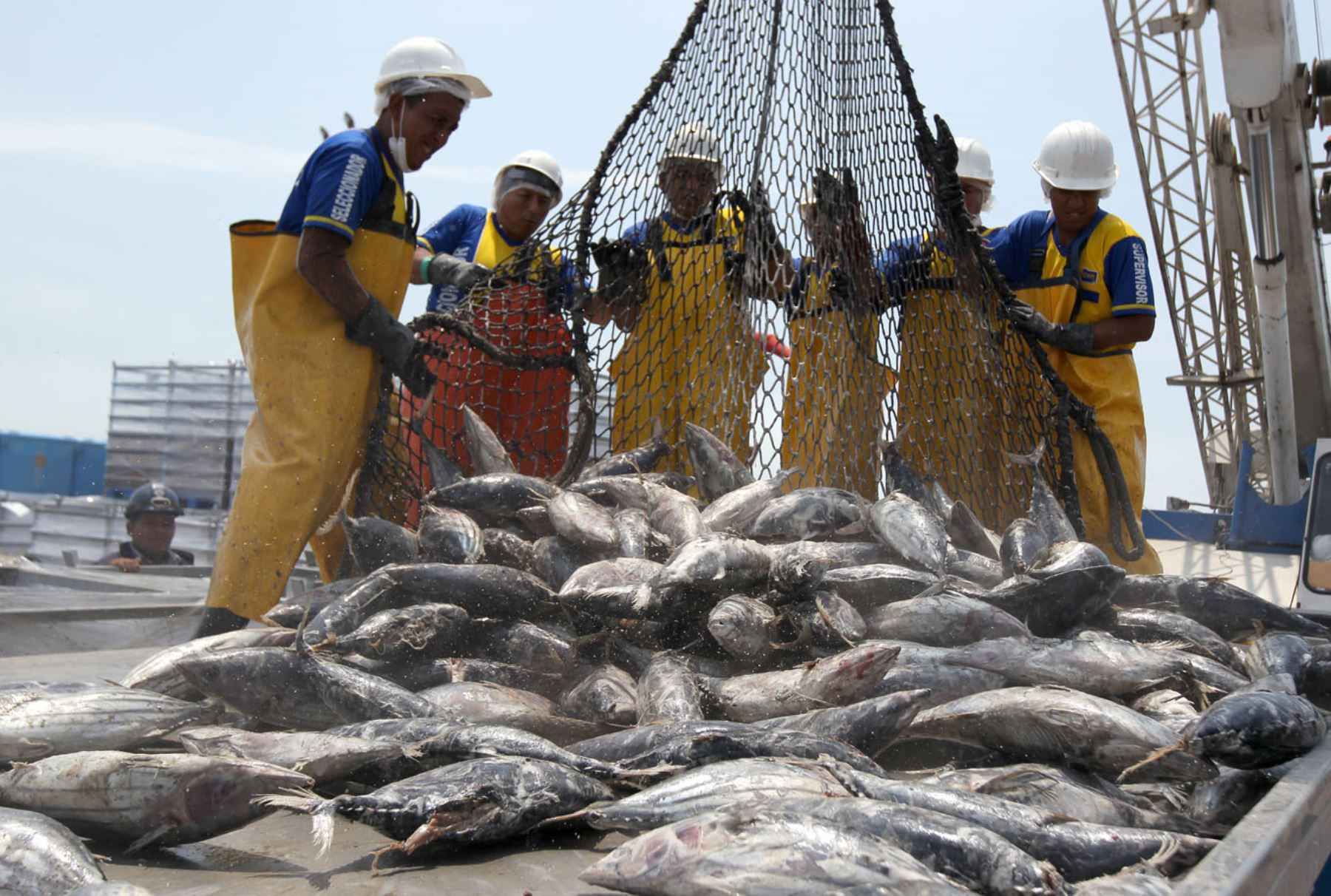 EXPORTACIONES DE PESCA AUMENTARON UN 6.6% AL MES DE MAYO