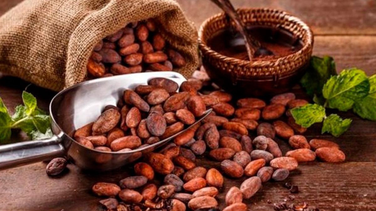 EXPORTACIONES DE CACAO EN GRANO CRECIERON UN 27.6% EN EL PRIMER SEMESTRE DEL AÑO