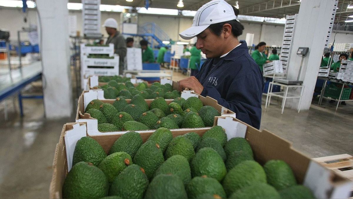 EXPORTACIONES NO TRADICIONALES SE DESACELERAN: SOLO HAN CRECIDO UN 0.9% A JULIO DE 2023