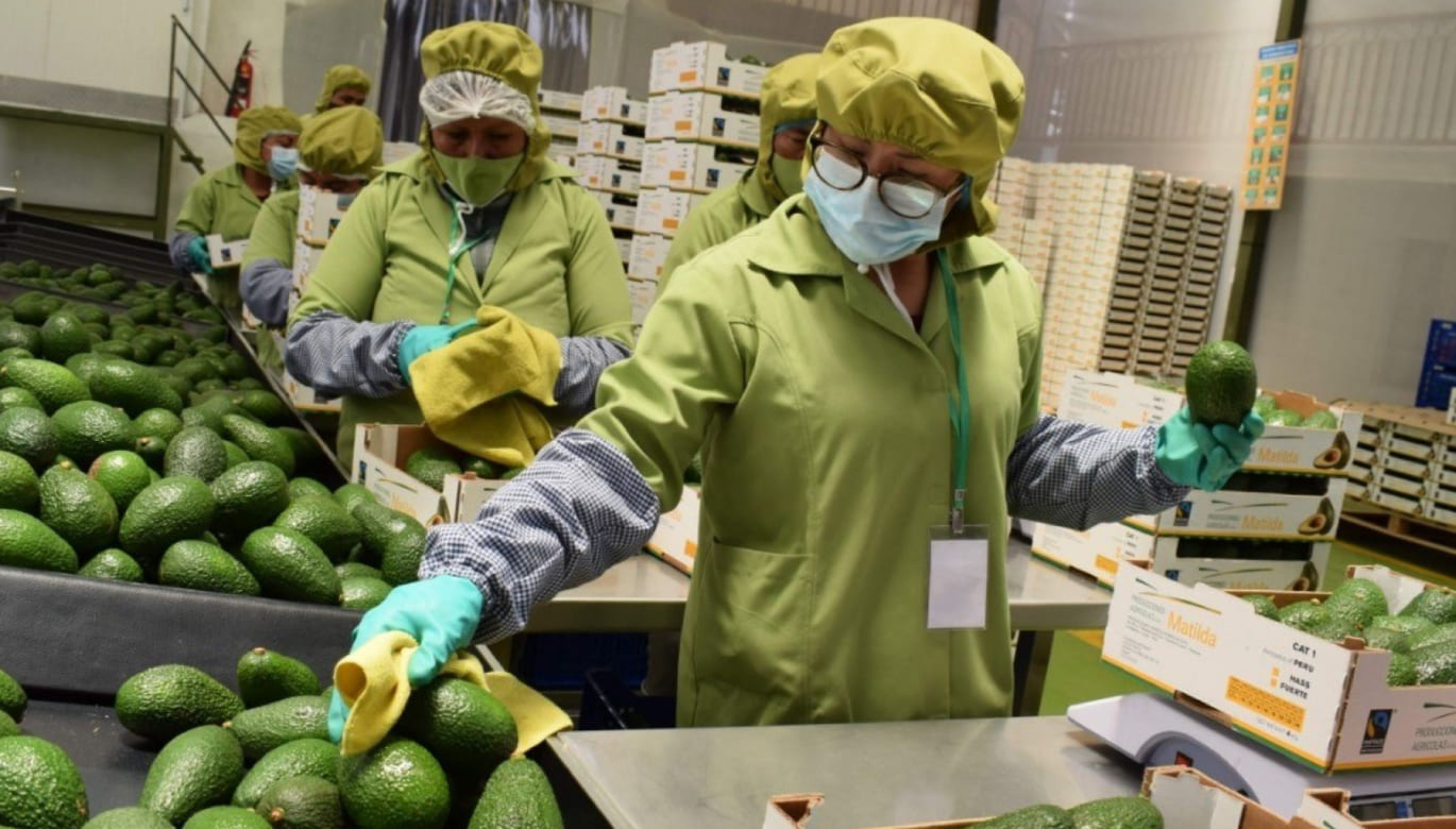 ENVÍOS ATEMPORALES DE ARÁNDANOS Y PALTAS CONTRIBUYERON AL CRECIMIENTO AGROEXPORTADOR EN EL PRIMER BIMESTRE DE 2024