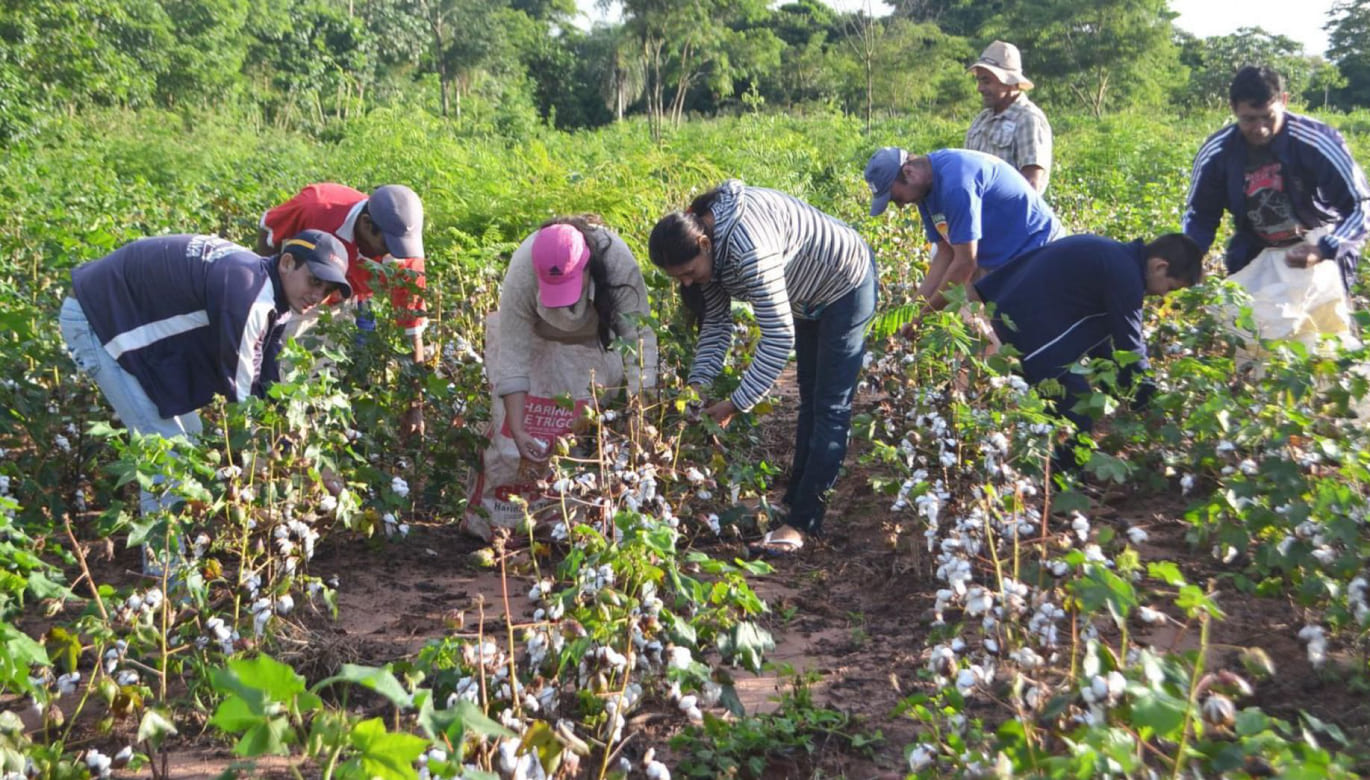 AMÉRICA LATINA AVANZA EN EL USO DE TRANSGÉNICOS: ¿POR QUÉ EL PERÚ SE QUEDA ATRÁS?