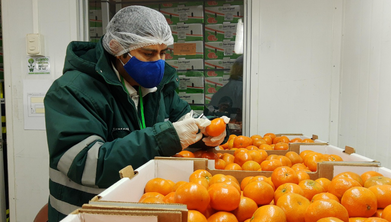 NUEVA ZELANDA Y TAILANDIA: NUEVOS MERCADOS PARA LOS CÍTRICOS PERUANOS