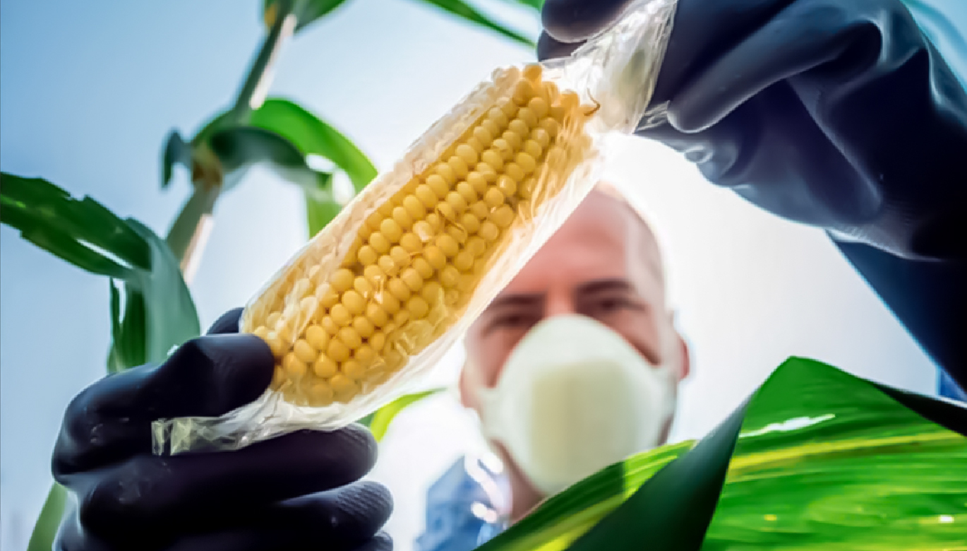 OVM IMPULSARÍAN LA LUCHA CONTRA LA INSEGURIDAD ALIMENTARIA