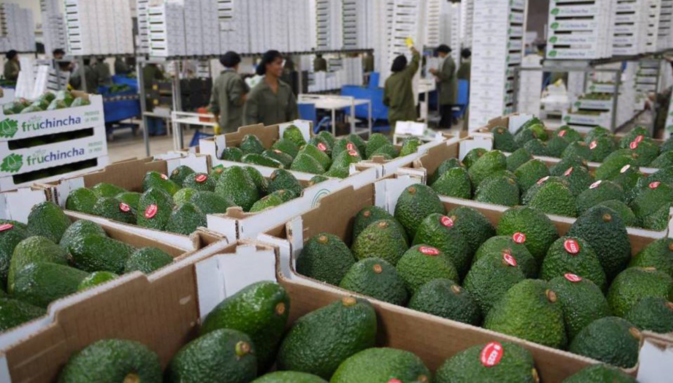 Paltas y diversificación de mercados