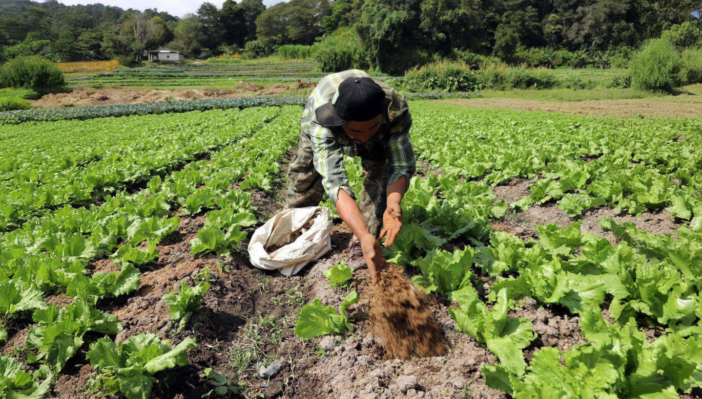Formalización del agro peruano: aciertos, desaciertos e iniciativas recientes